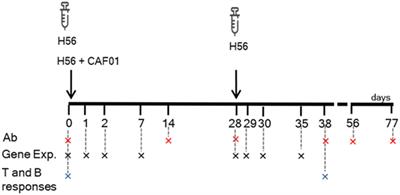 Transcriptomics of the Vaccine Immune Response: Priming With Adjuvant Modulates Recall Innate Responses After Boosting